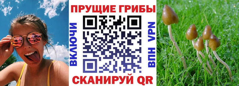 Псилоцибиновые грибы ЛСД купить цена Камбарка